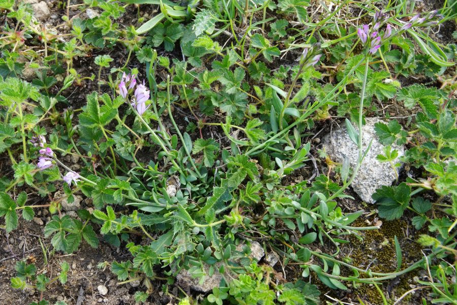Polygala padulae / Poligala di Padula